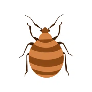Bedbug