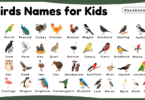 Bird Names for Kids in English with Pictures