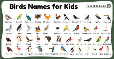 Bird Names for Kids in English with Pictures