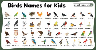 Bird Names for Kids in English with Pictures