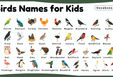 Bird Names for Kids in English with Pictures