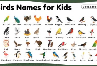 Bird Names for Kids in English with Pictures