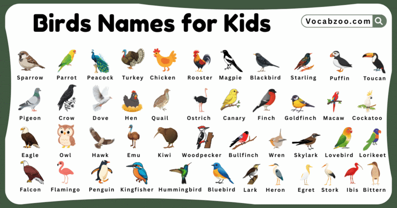 Bird Names for Kids in English with Pictures