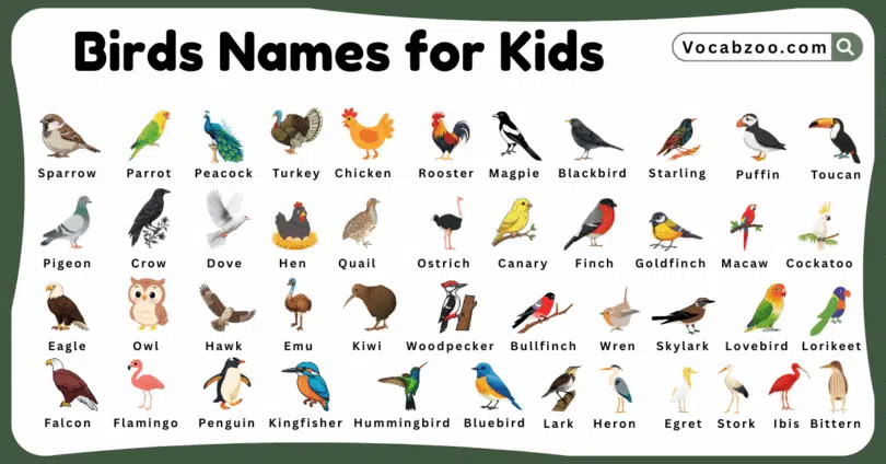 Bird Names for Kids in English with Pictures