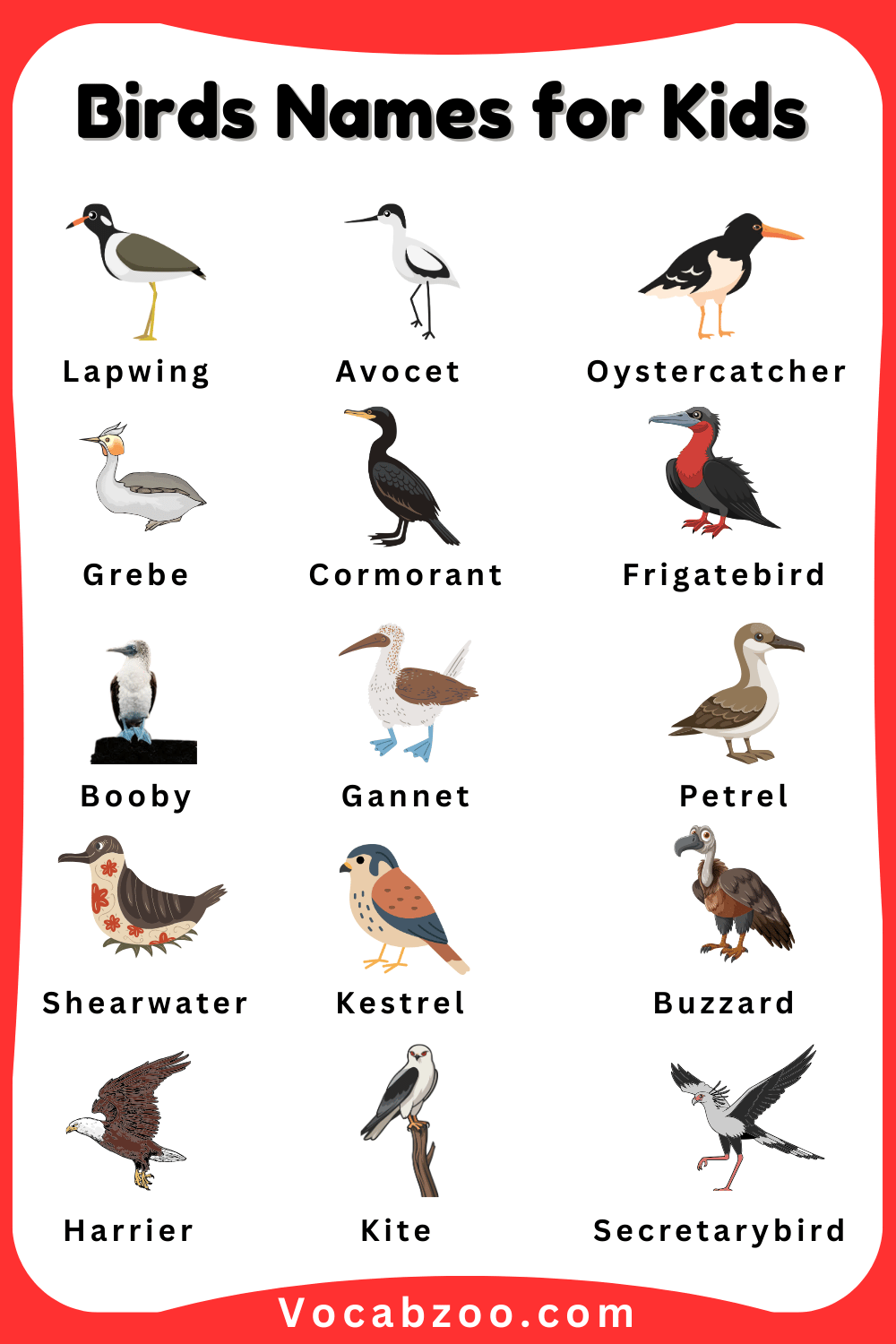 Bird Pictures and Names in English for Child