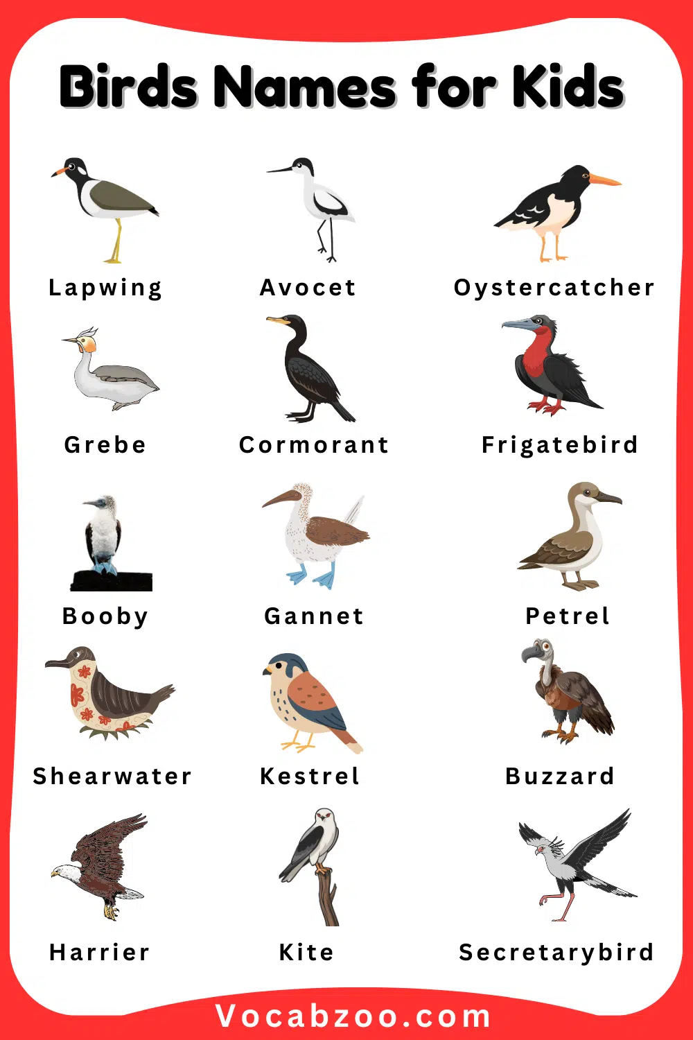 Bird Pictures and Names in English for Child