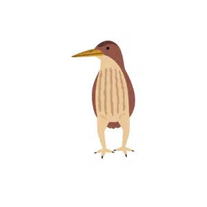 Bittern 