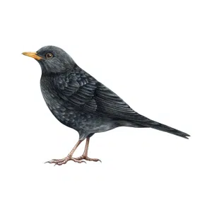 Blackbird | Bird Names for Kids in English