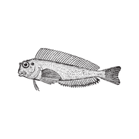 Blenny | Sea Animal Names for Kids in English