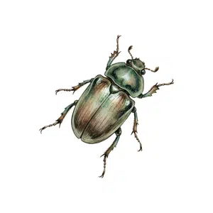Blister Beetle