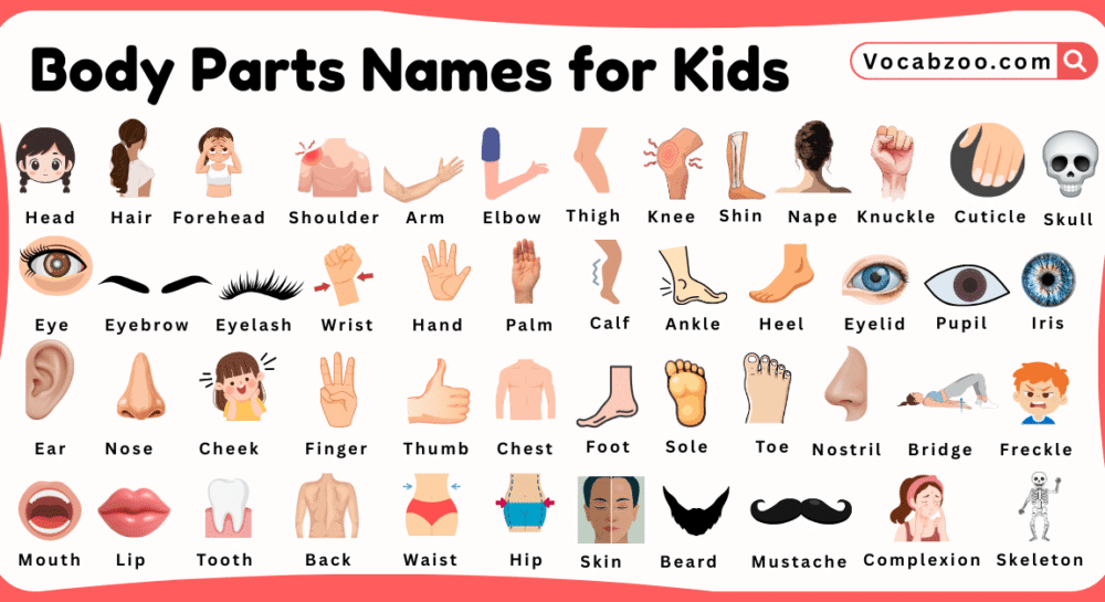 Body Parts Names for Kids in English with Pictures