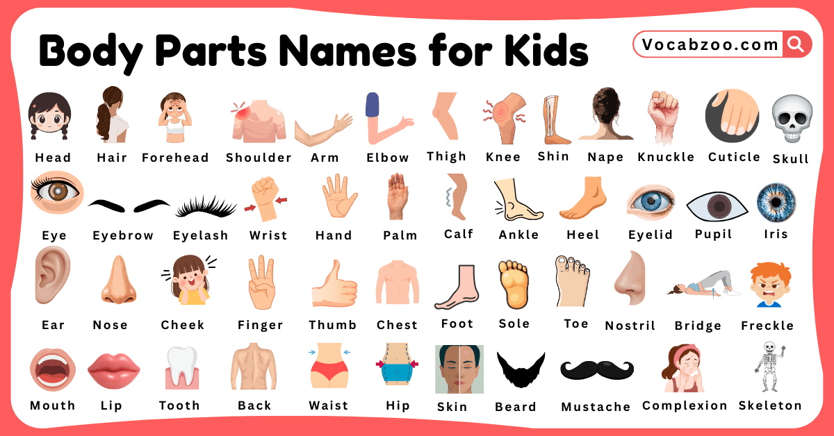 Body Parts Names for Kids in English with Pictures