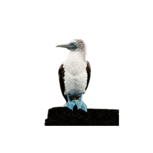 Booby | Bird Names for Kids in English with Pictures