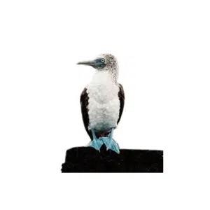 Booby | Bird Names for Kids in English with Pictures