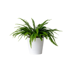 Boston Fern