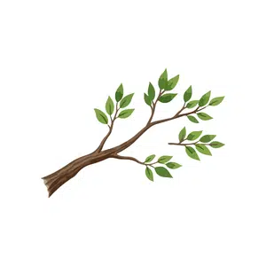 Branch | Park Things Names for Kids in English