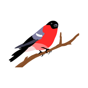 Bullfinch | Bird Names for Kids in English with Pictures