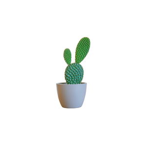 Bunny Ear Cactus