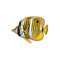 Butterflyfish