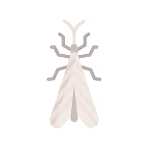Caddisfly