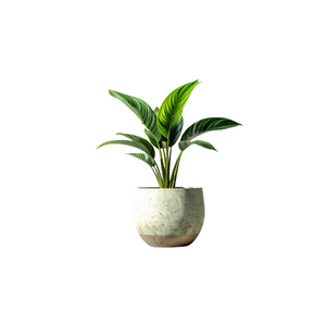 Calathea | Indoor Plants Names for Kids