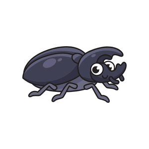 Carpet Beetle | Insect Names for Kids in English