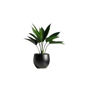 Cast Iron | Indoor Plants Names for Kids