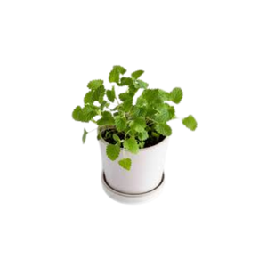 Catnip | Indoor Plants Names for Kids