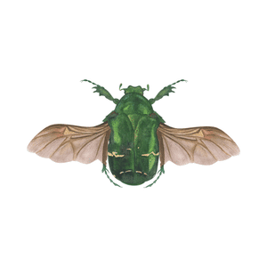 Chafer | Insect Names for Kids in English
