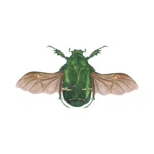 Chafer | Insect Names for Kids in English