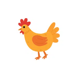 Chicken | Bird Names for Kids in English with Pictures
