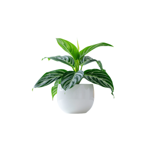 Chinese Evergreen | Indoor Plants Names for Kids