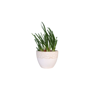 Chives | Indoor Plants Names for Kids