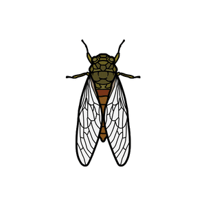 Cicada | Insect Names for Kids in English