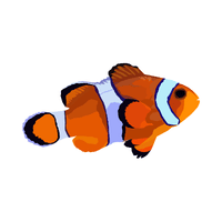Clownfish