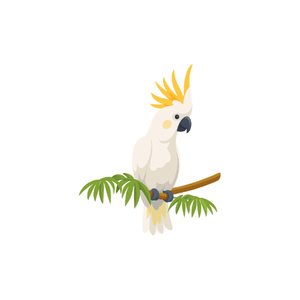 Cockatoo