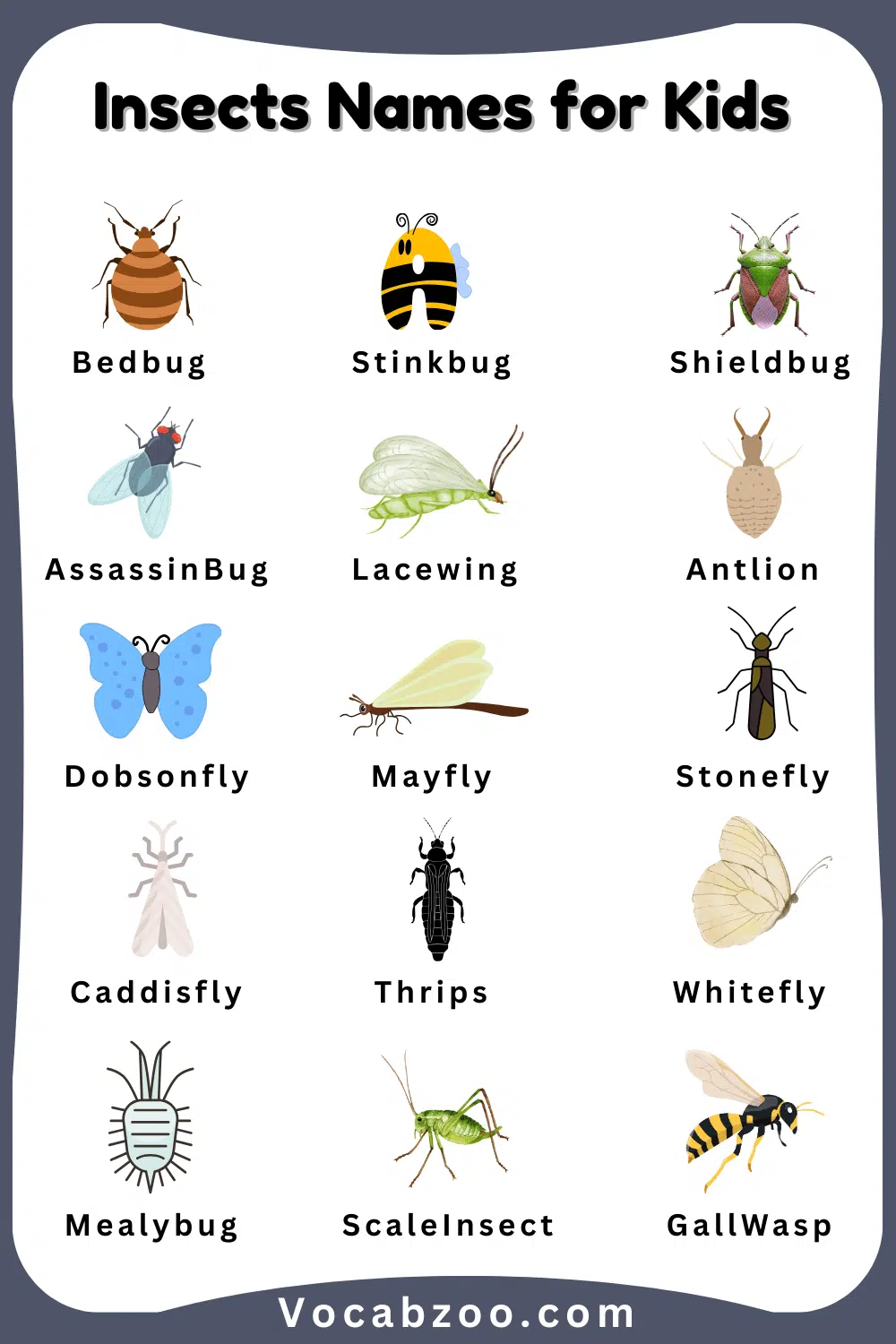 Common Insect Names for Kids and Images