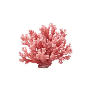 Coral | Beach Things Names for Kids