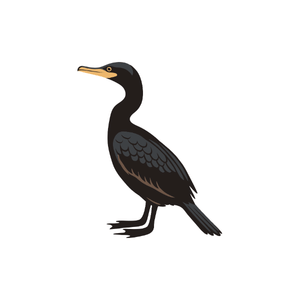Cormorant