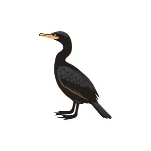 Cormorant