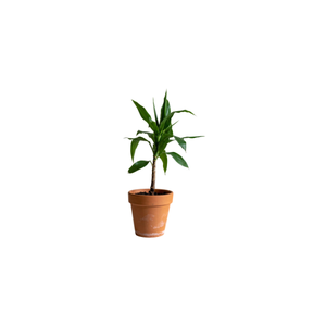 Corn | Indoor Plants Names for Kids