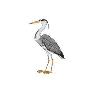 Crane | Bird Names for Kids in English with Pictures