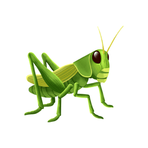 Cricket | Insect Names for Kids in English