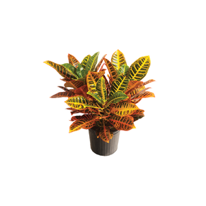 Croton | Indoor Plants Names for Kids