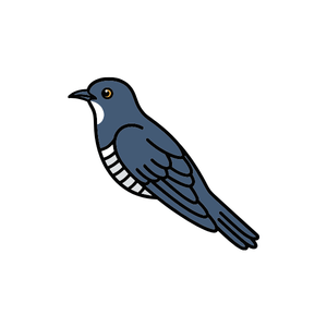 Cuckoo | Bird Names for Kids in English with Pictures