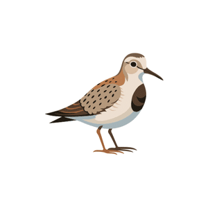 Curlew | Bird Names for Kids in English with Pictures