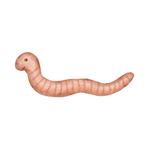 Cutworm | Insect Names for Kids in English