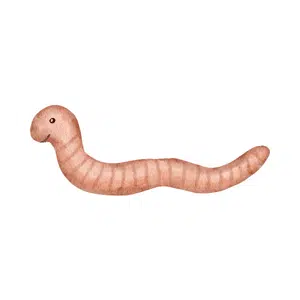 Cutworm | Insect Names for Kids in English