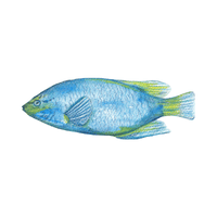 Damselfish
