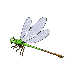 Damselfly | Insect Names for Kids in English